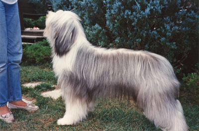 11 months old. His coat has greyed significantly. In the back garden in a standing show pose to practice for dog shows.